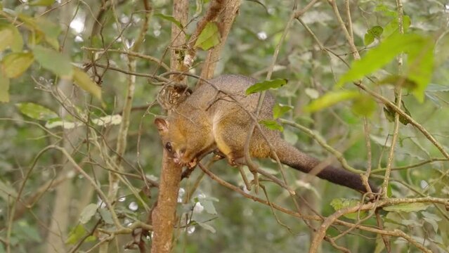 a dusk shot of a coppery brushtail possum feeding in a tree at a rainforest in north qld, australia
