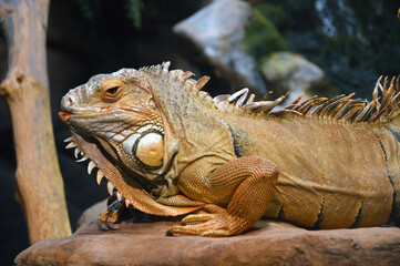 Lateral view of a common iguana in its habitat. 