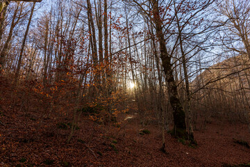 Foliage of trees in the forest in autumn and the sun just before sunset. Autumn colors.