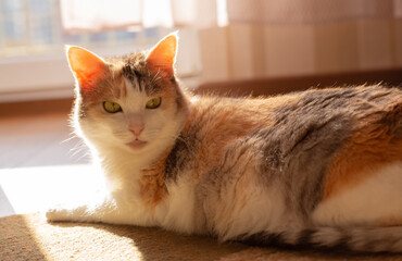 Beautiful cat lies in the sun