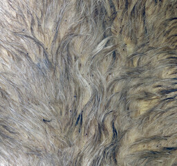 Real Cow Fur Texture