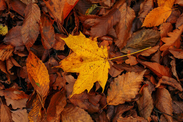 Background of yellow autumn leaves