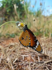 butterfly on a flower