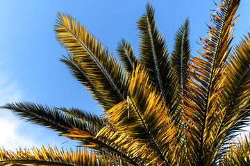 Obraz na płótnie Canvas Beach concept. Am image of palm tree against bright sky.
