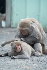 Formosan macaque, Formosan rock monkey also named Taiwanese macaque in the wild.