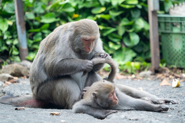 Formosan macaque, Formosan rock monkey also named Taiwanese macaque in the wild.