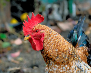 Poultry chicken - rooster on free range