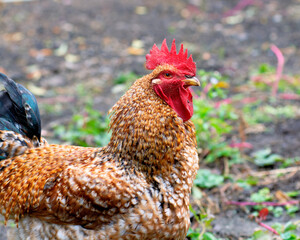 Poultry chicken - rooster on free range
