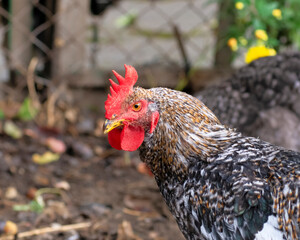 Bird chicken rooster
