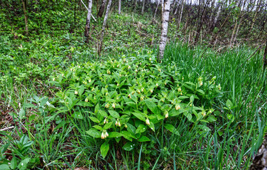 Żywokost bulwiasty (Symphytum tuberosum L.) kwitnie od kwietnia do czerwca Jest gatunkiem...