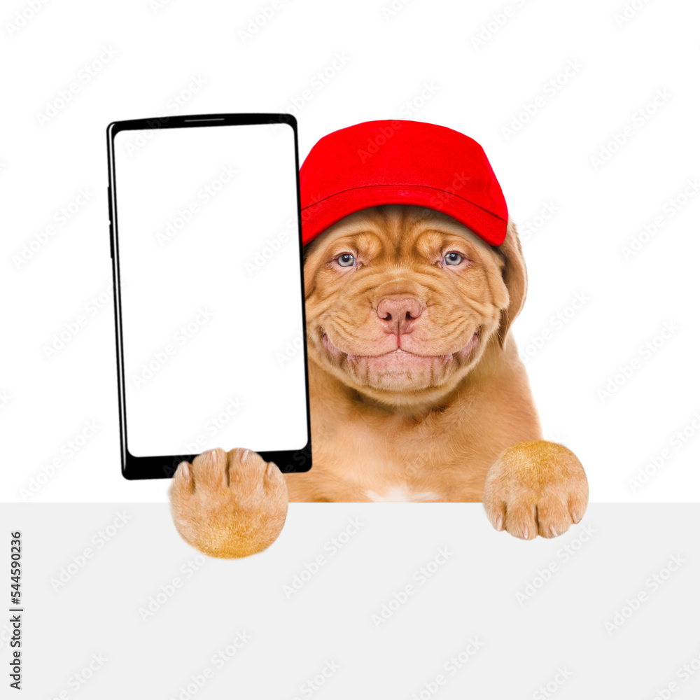 Poster smiling puppy wearing red cap holds big smartphone with white blank screen in it paw, showing close 