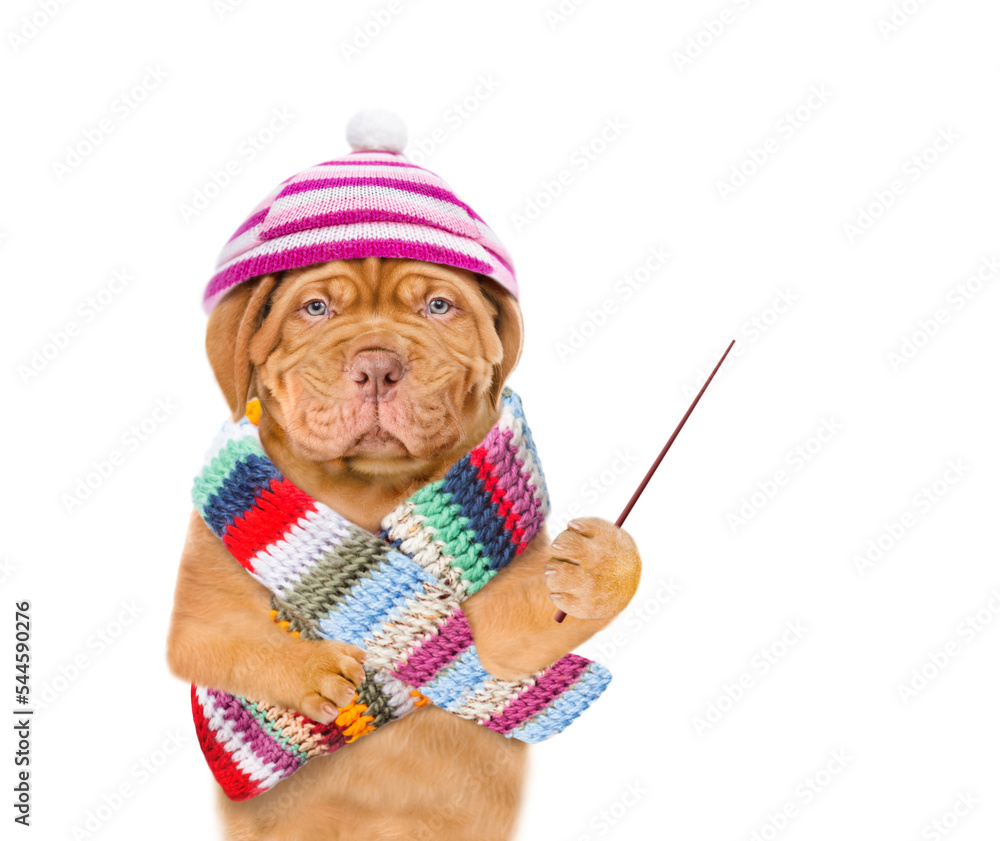 Poster Unhappy frozen puppy wearing a warm winter hat with pompon and scarf pointing away on empty space. isolated on white background
