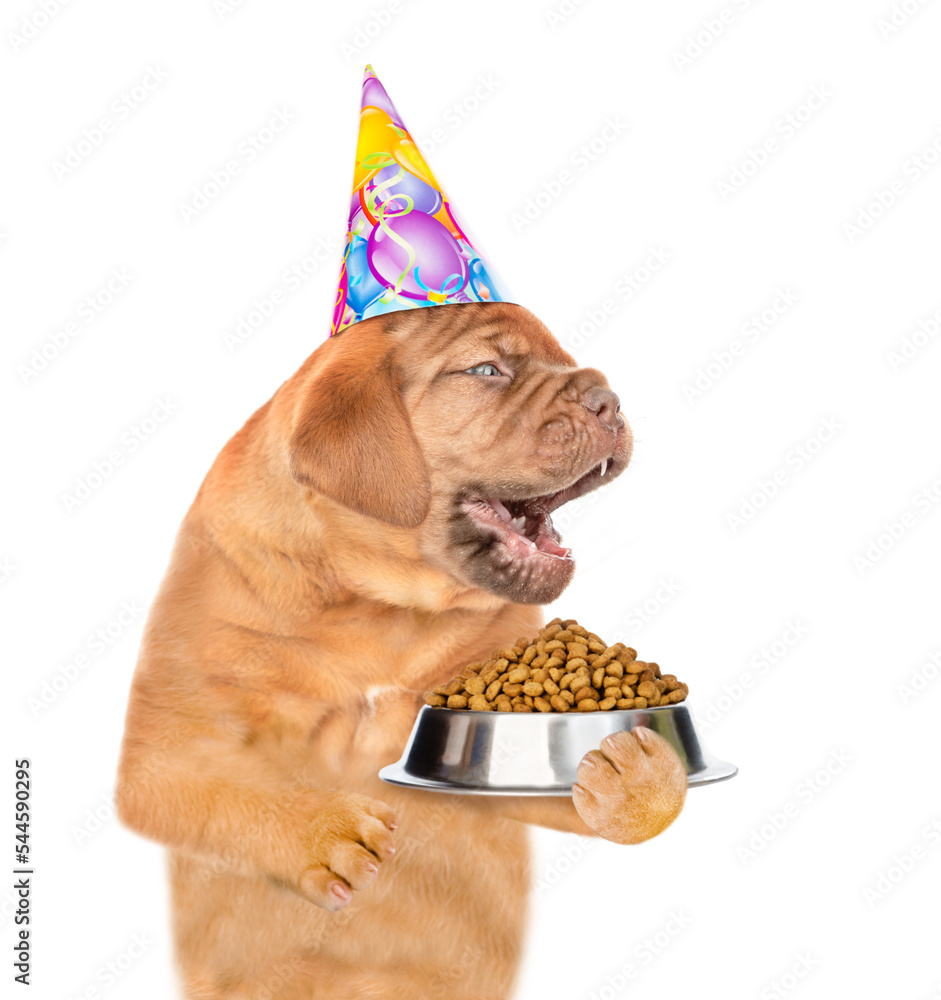Poster laughing puppy wearing party's cap holds bowl of dry food and looks away on empty space. isolated on