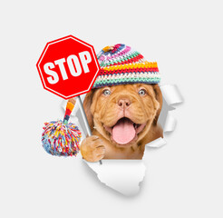Mastiff puppy wearing warm knitted hat holds stop sign and looks through the hole in white paper