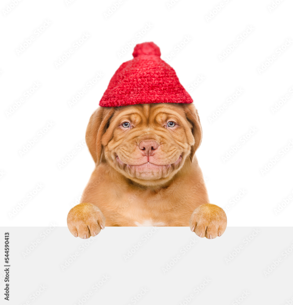 Poster Smiling puppy wearing a warm hat looks above empty white board. isolated on white background
