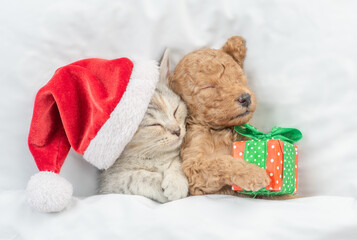 Cute tiny Toy Poodle puppy and tabby kitten wearing red santa hat sleep together under white warm...