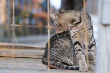 Striped cat sits behind bars and washes its back.
