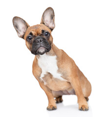 Curious French Bulldog puppy sits in  front view. Isolated on white background