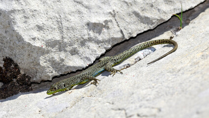 Mosoreidechse, Mosor-Gebirgseidechse // Mosor rock lizard (Dinarolacerta mosorensis) - Lovćen Nationalpark, Montenegro