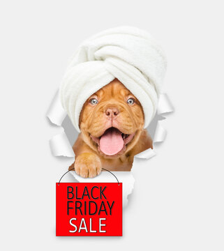 Happy mastiff puppy with towel on it head looking through a hole in white paper and showing signboard with labeled "black friday"