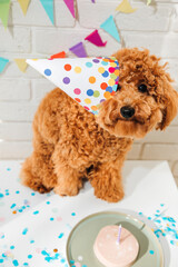 A small red poodle in a festive cap on a white background celebrates a birthday. Top view