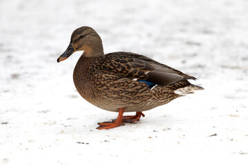Female duck on the ground covered with snow