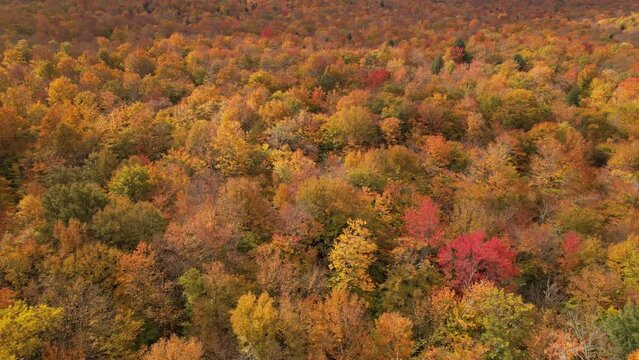 aerial of fall colors of maples on treetops near stowe vermont