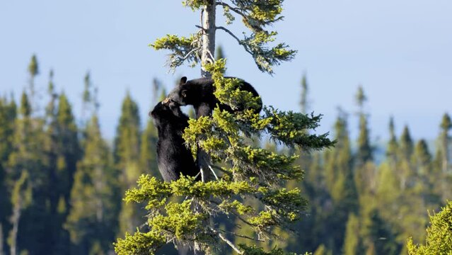 Baby black bears playing in a tree in Tadoussac Quebec Canada