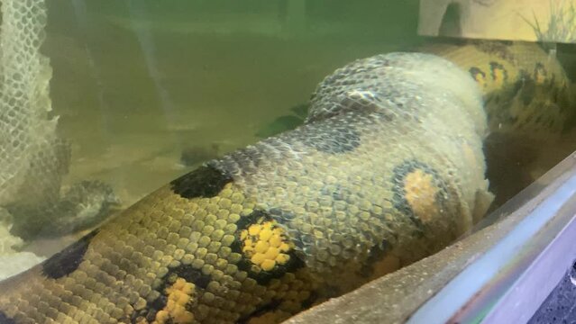 Close up of large anaconda molting inside a glazed zoo enclosure