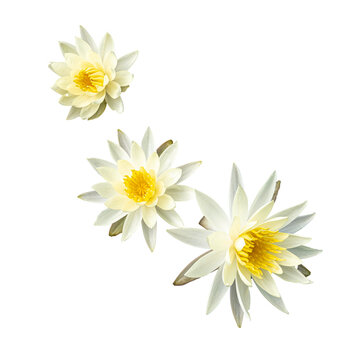 three waterlilies  flowers isolated on transparent background