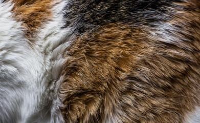 cat hair texture