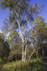 Obraz premium forest grove of Populus tremula, called as common aspen
