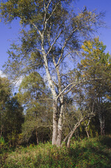 forest grove of Populus tremula, called as common aspen