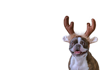 New year and Christmas concept with Boston terrier dog wearing reindeer antlers headband in solid white background