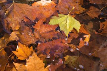 Herbstlaub liegt im Wasser