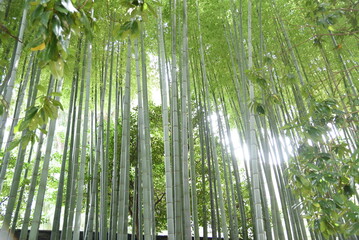 bamboo forest
