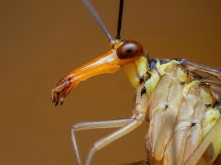 A side view of the long face of Panorpa communis aka Scorpion fly