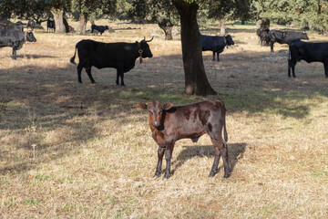 A calf grazes in the meadow of Extremadura.