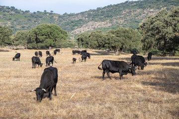 Black Angus herd of beef cattle grazing in the early morning on a summer pasture.