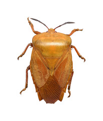 stink bug,Tessaratoma papillosa isolated on white background