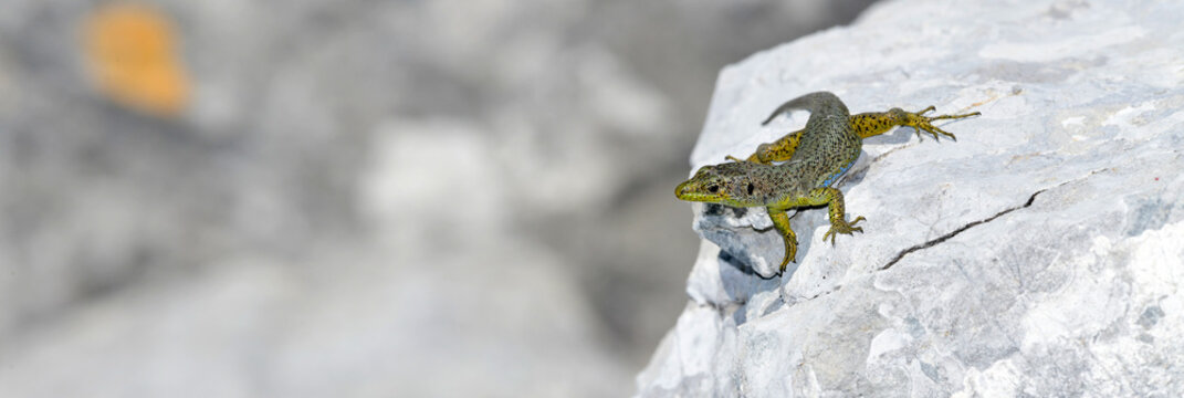 Mosoreidechse, Mosor-Gebirgseidechse // Mosor rock lizard (Dinarolacerta mosorensis) - Lovćen Nationalpark, Montenegro