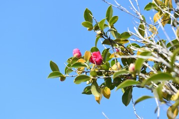 椿の赤い花と青空