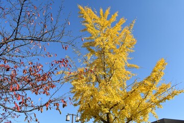 公園のイチョウの木と青空