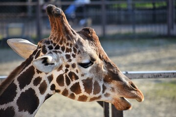 動物園の麒麟（キリン）