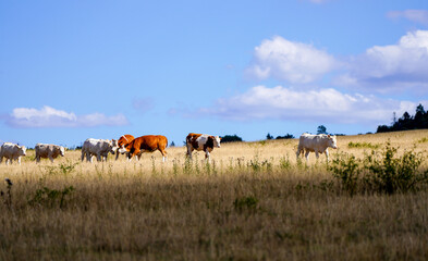 Fototapeta na wymiar Grazing cattle in the Dörnberg nature reserve. Landscape near Kassel. 