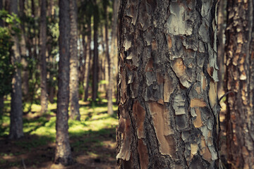 Closeup of a pine tree trunk