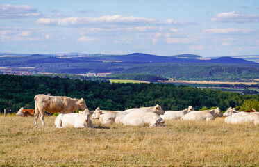 Obraz premium Grazing cattle in the Dörnberg nature reserve. Landscape near Kassel. 