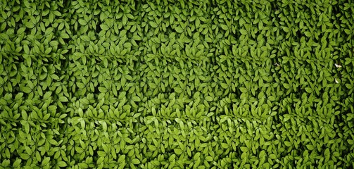 7524x3591 Pixel. Green grass wall texture for background design and eco wall and die cut for artwork. 