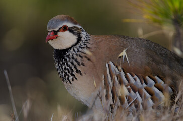 Red-legged partridge Alectoris rufa. Pajonales. Integral Natural Reserve of Inagua. Tejeda. Gran Canaria. Canary Islands. Spain.