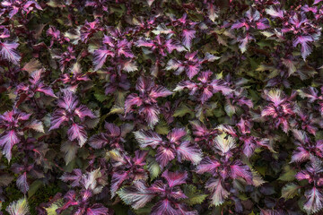 Fototapeta premium Natural floral burgundy background. Background of maroon foliage. Abstract dark red natural background. Selective focus.